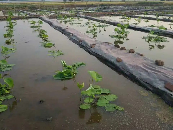 淺水蓮藕種植用什么塑料膜圖片第1張-盈旭土工材料